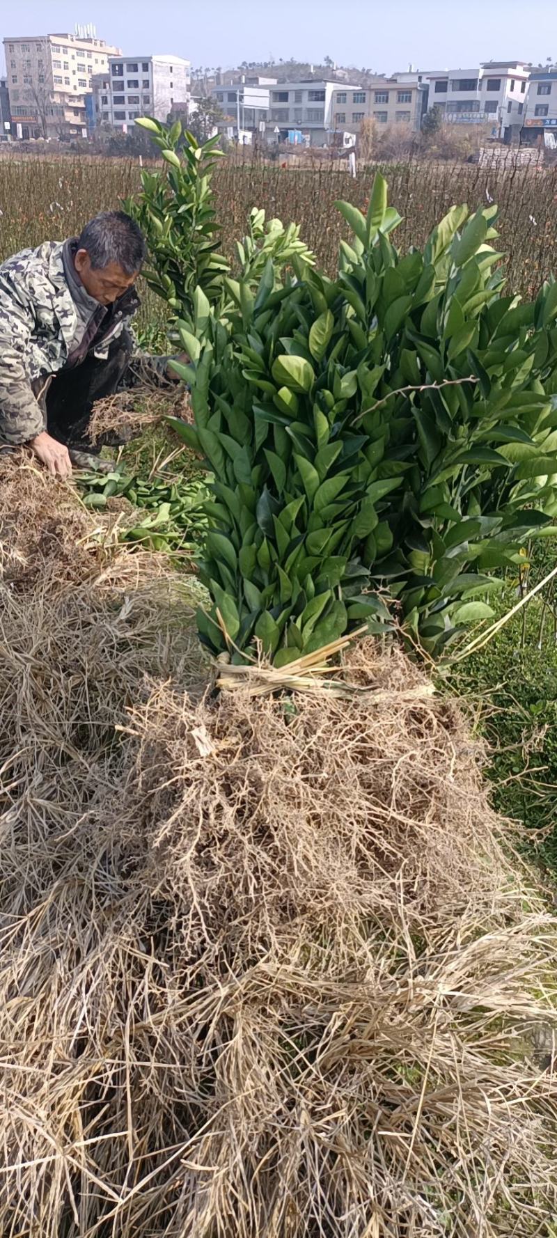 赣南纽荷尔脐橙苗，优质果树苗，大量有货欢迎各位老板来电咨