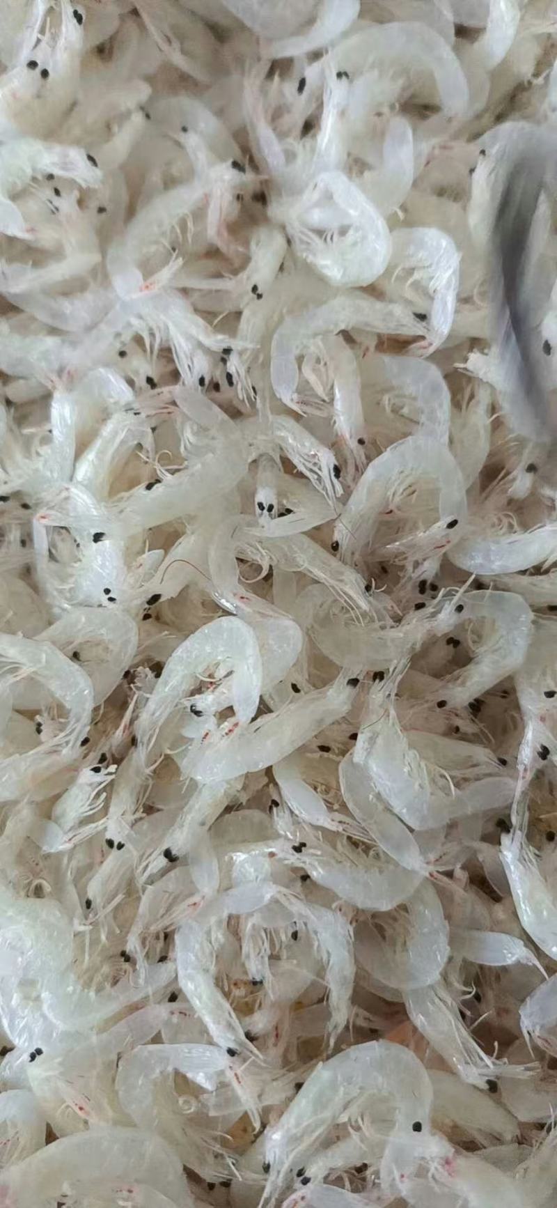 淡干低盐虾皮