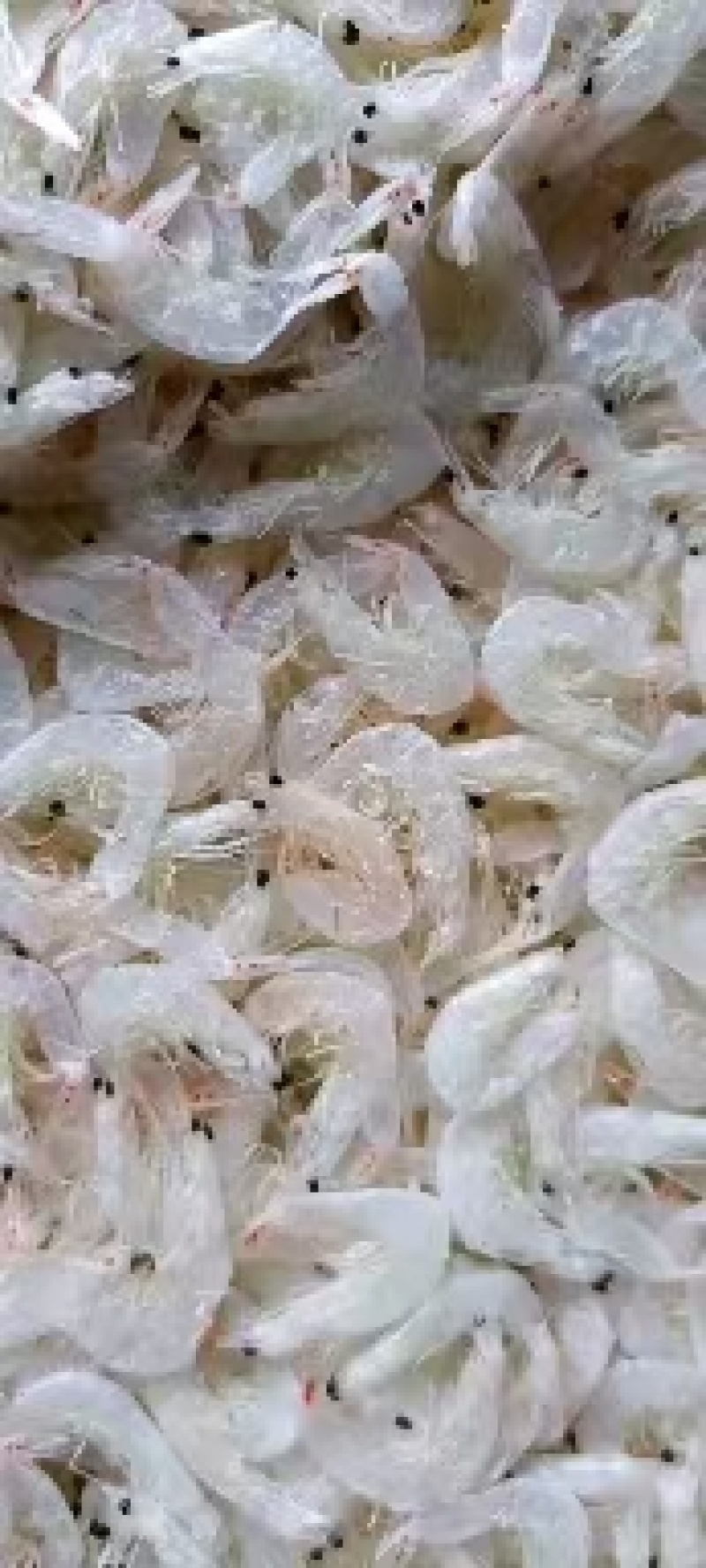 淡干低盐虾皮