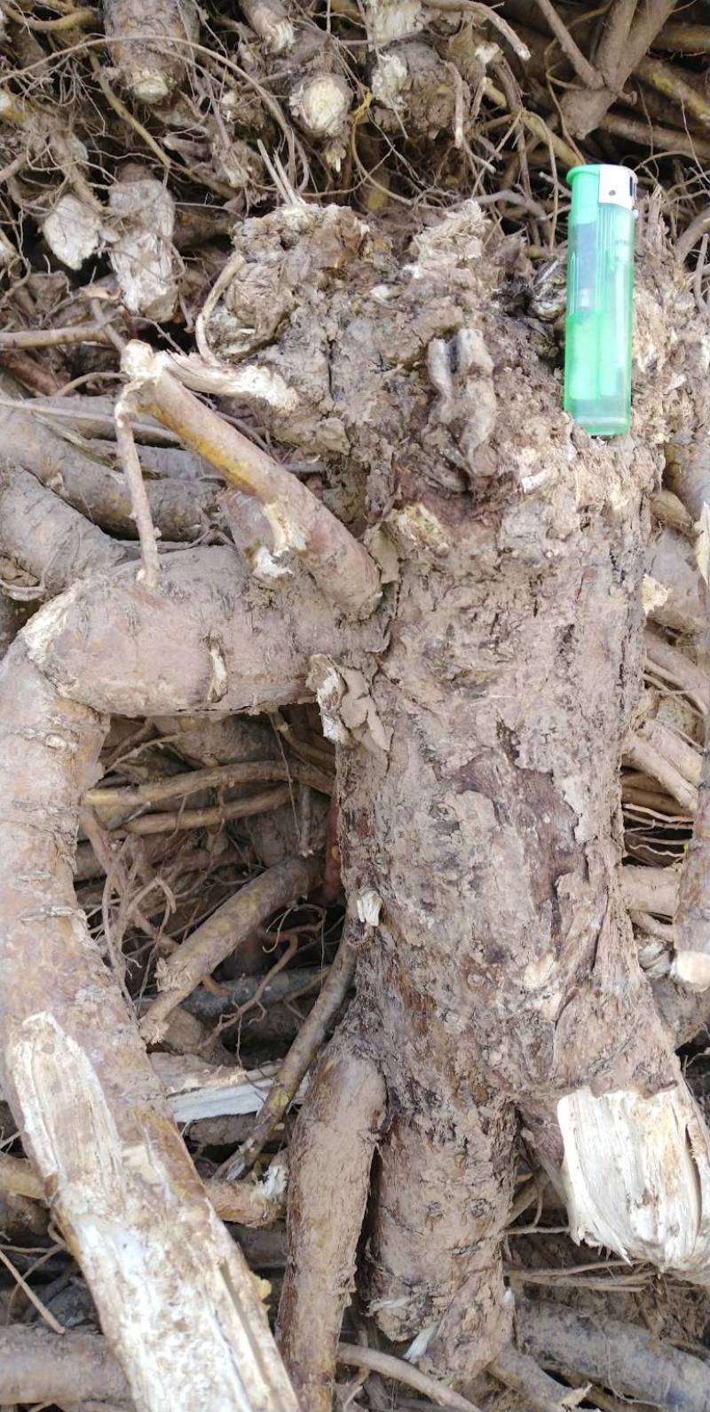鲜苦参大统货10年左右，高含量2.2，直条，土干净