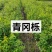 青冈栎苗