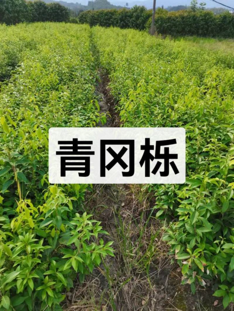 青冈栎苗
