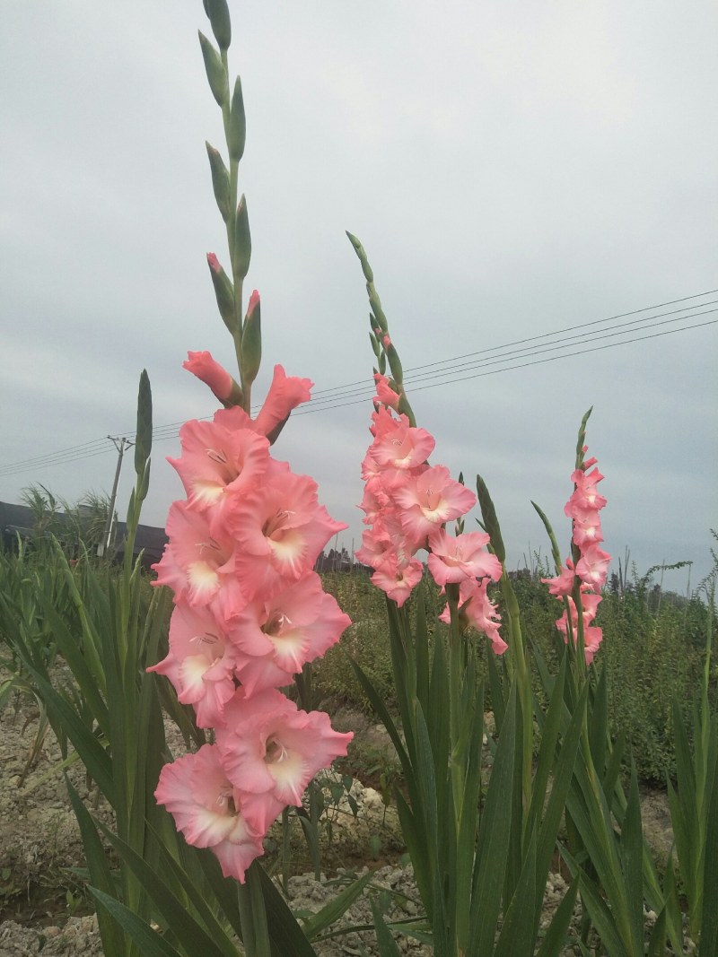 基地直发年花鲜花剑兰步步高初七花店鲜花剑兰批发量大