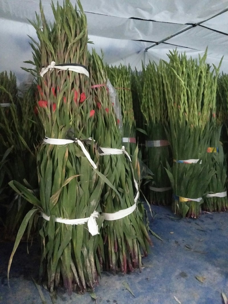 基地直发年花鲜花剑兰步步高初七花店鲜花剑兰批发量大