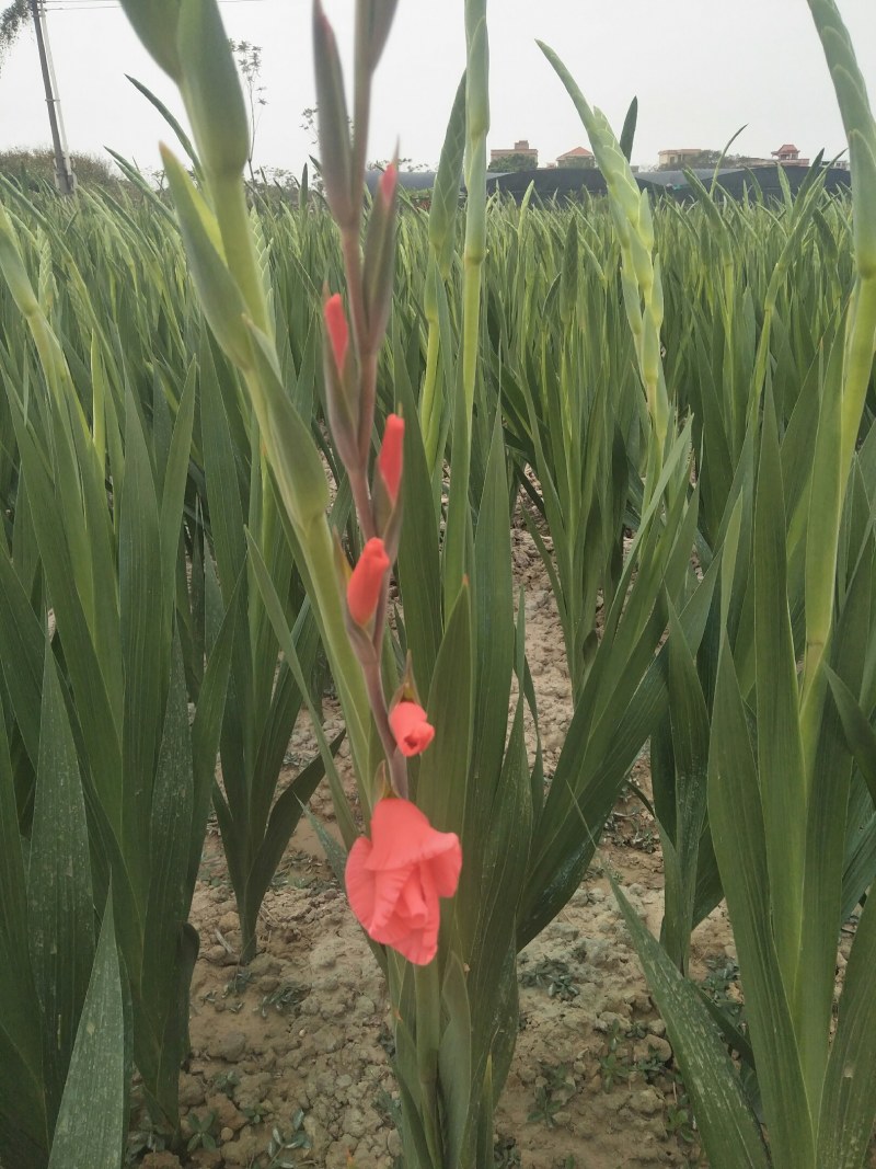 基地直发年花鲜花剑兰步步高初七花店鲜花剑兰批发量大