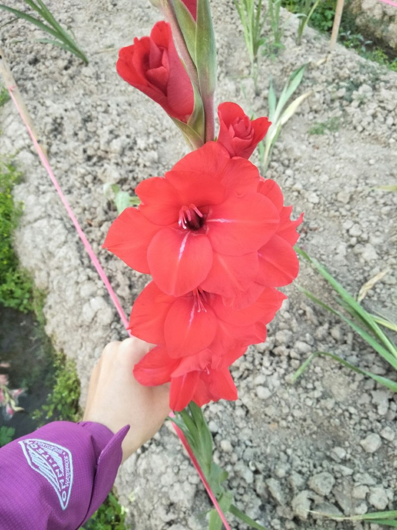 基地直发年花鲜花剑兰步步高初七花店鲜花剑兰批发量大