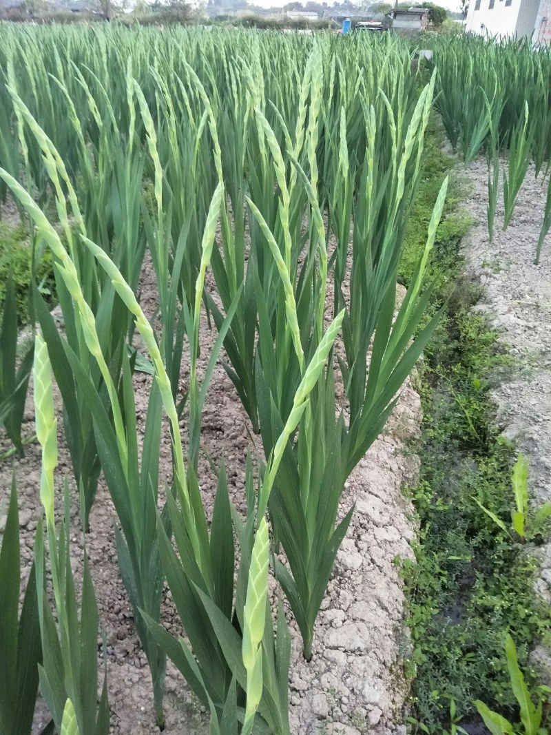 基地直发年花鲜花剑兰步步高初七花店鲜花剑兰批发量大
