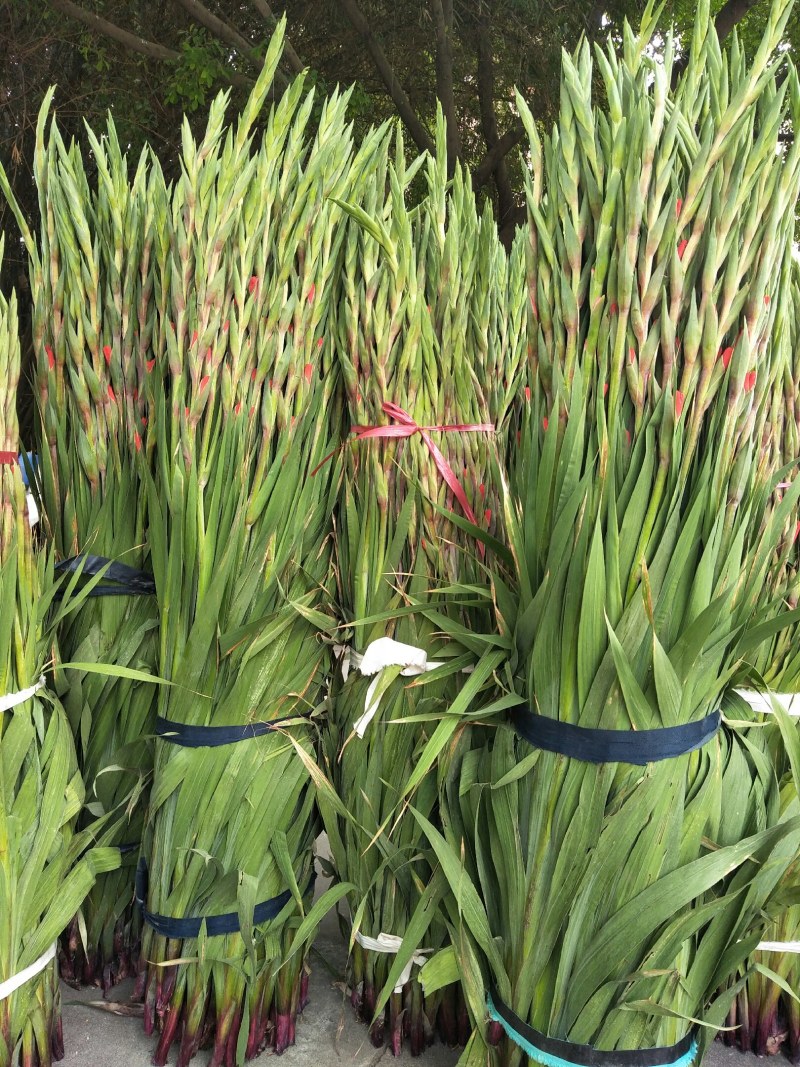 基地直发年花鲜花剑兰步步高初七花店鲜花剑兰批发量大
