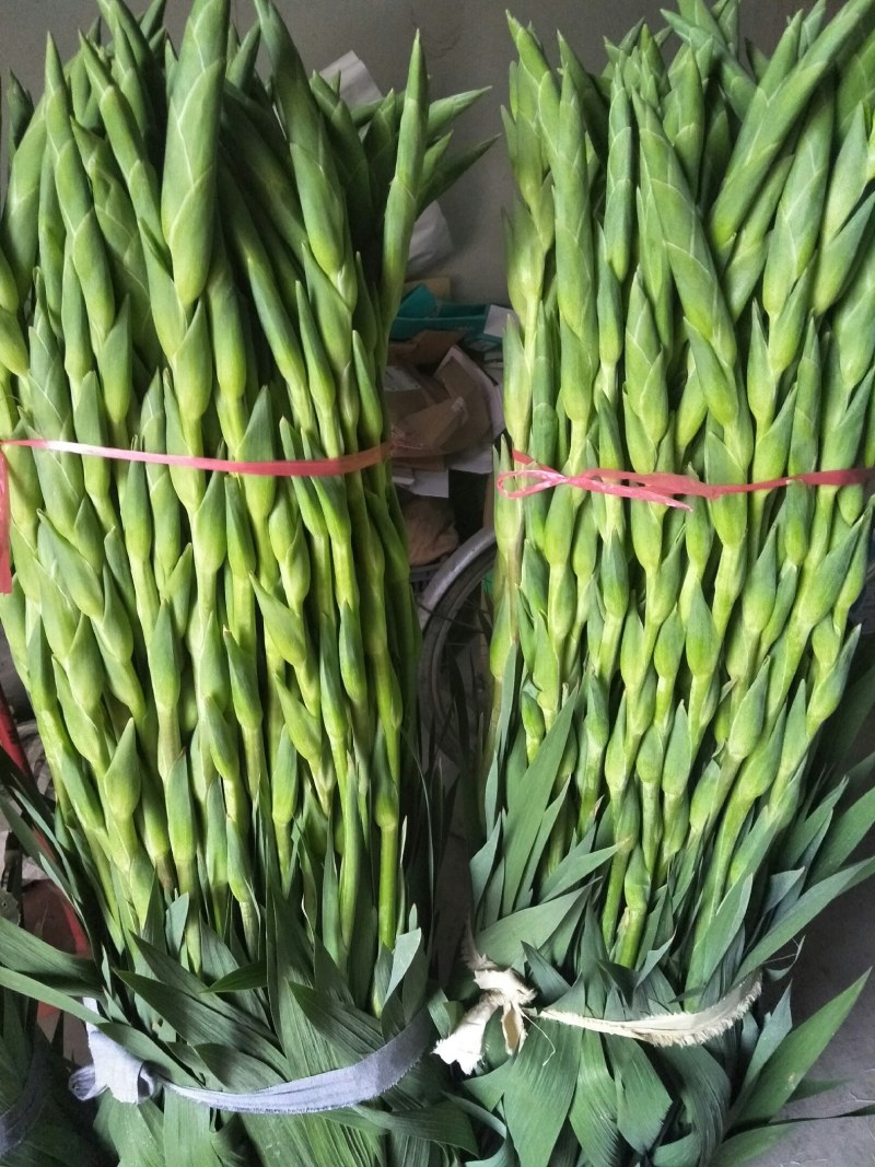 基地直发年花鲜花剑兰步步高初七花店鲜花剑兰批发量大