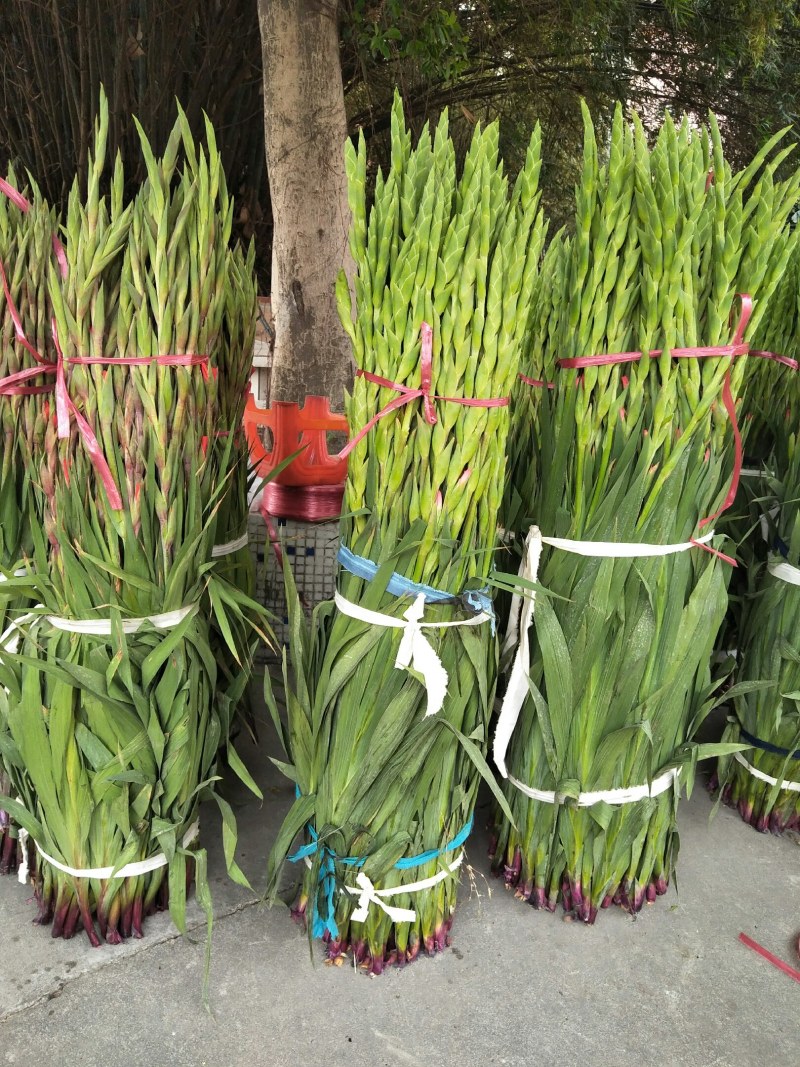基地直发年花鲜花剑兰步步高初七花店鲜花剑兰批发量大