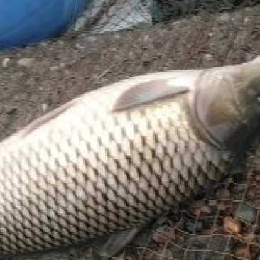 原塘红尾大鲤鱼