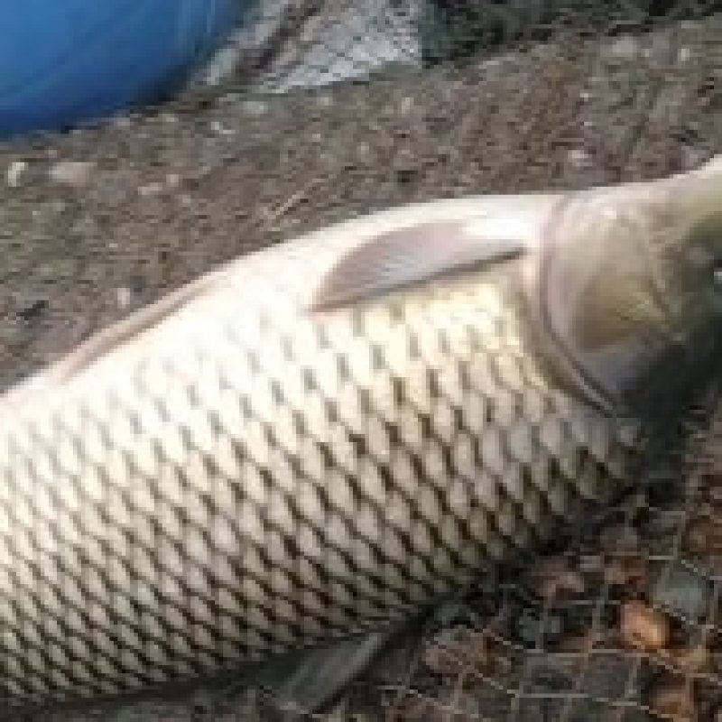 原塘红尾大鲤鱼