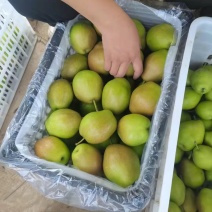 红香酥梨供应，红香酥梨批发，电商社区直供