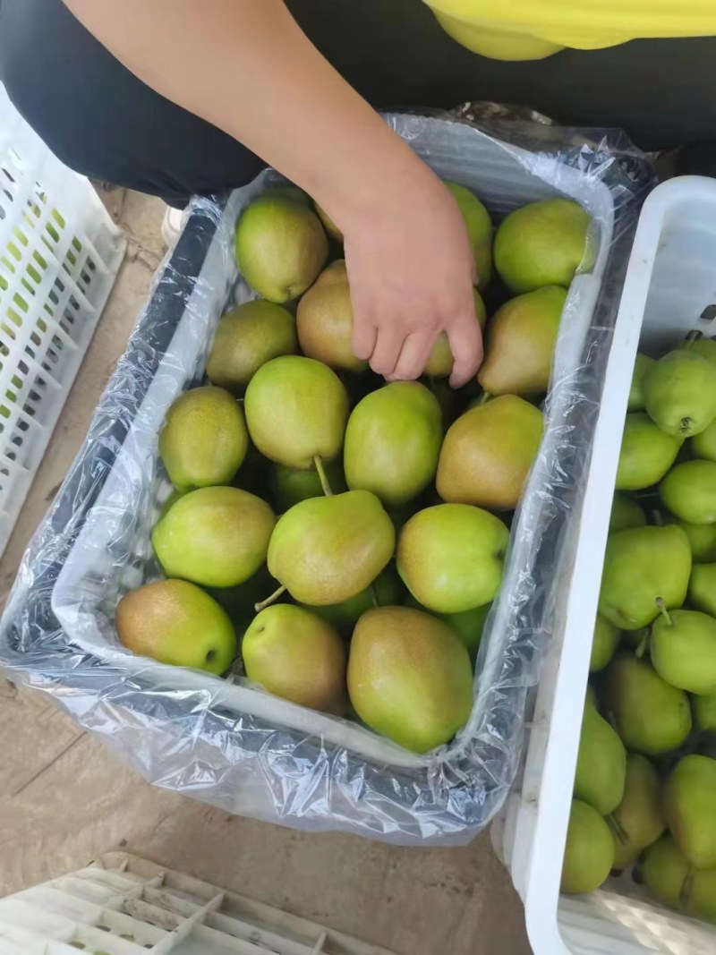 红香酥梨供应，红香酥梨批发，电商社区直供