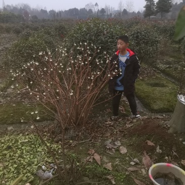 结香。结香袋苗。结香幼苗。结香毛球。