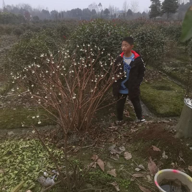 结香。结香袋苗。结香幼苗。结香毛球。