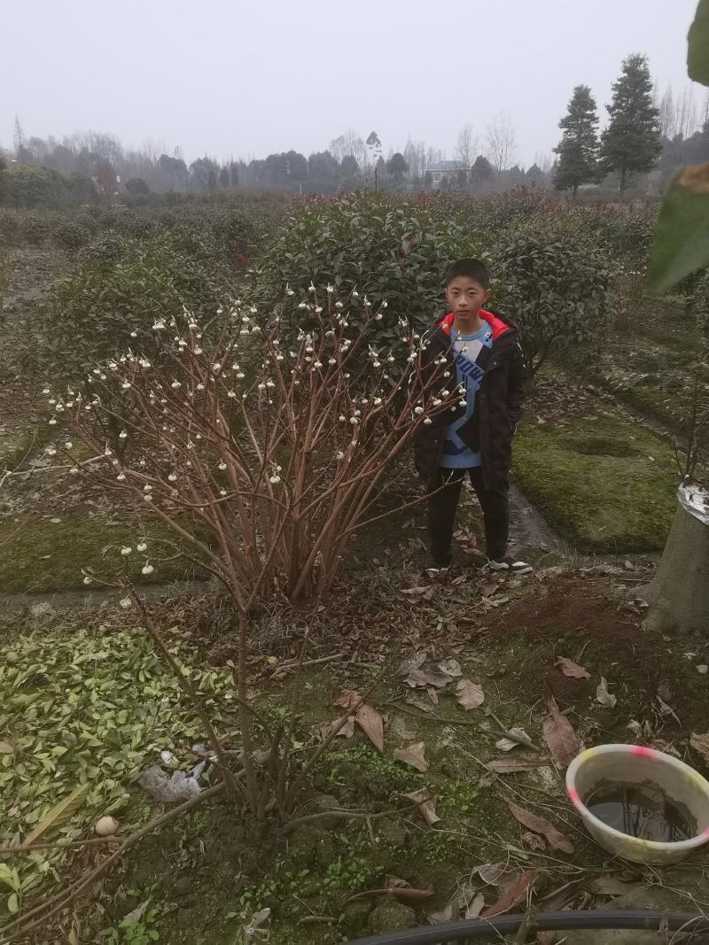 结香。结香袋苗。结香幼苗。结香毛球。