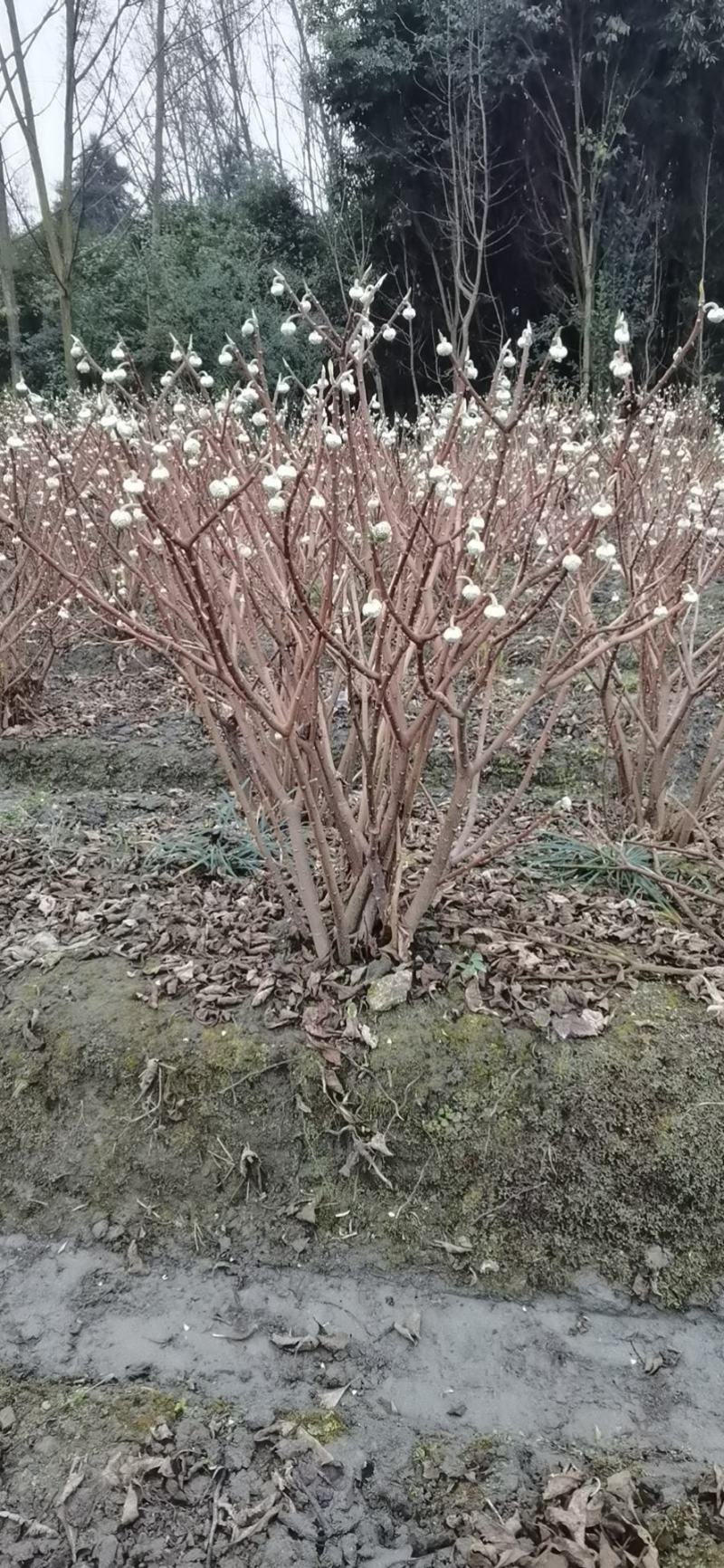结香。结香袋苗。结香幼苗。结香毛球。