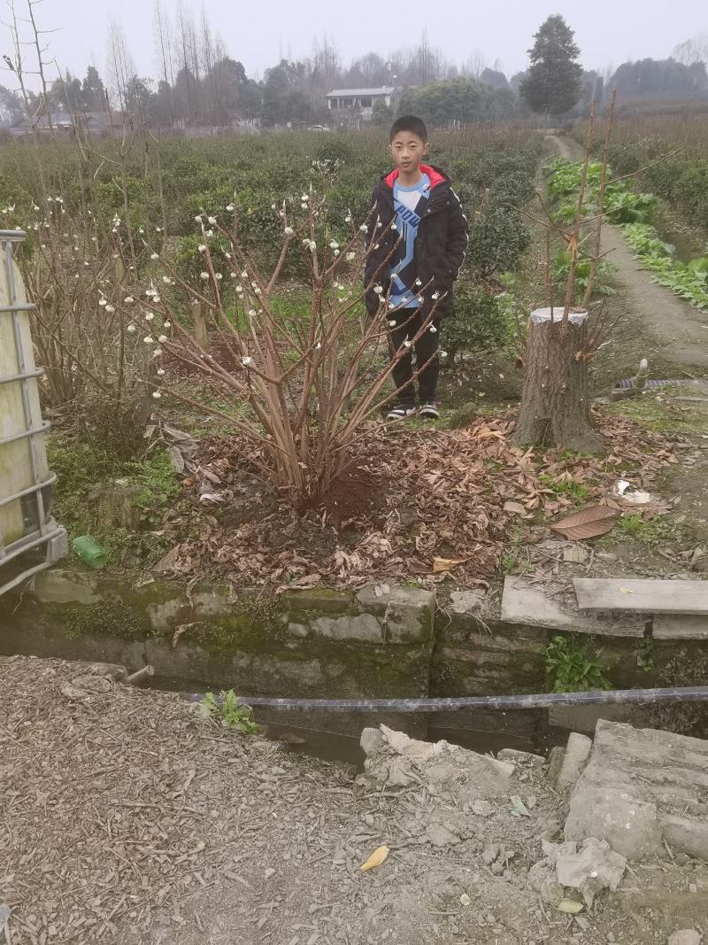 结香。结香袋苗。结香幼苗。结香毛球。