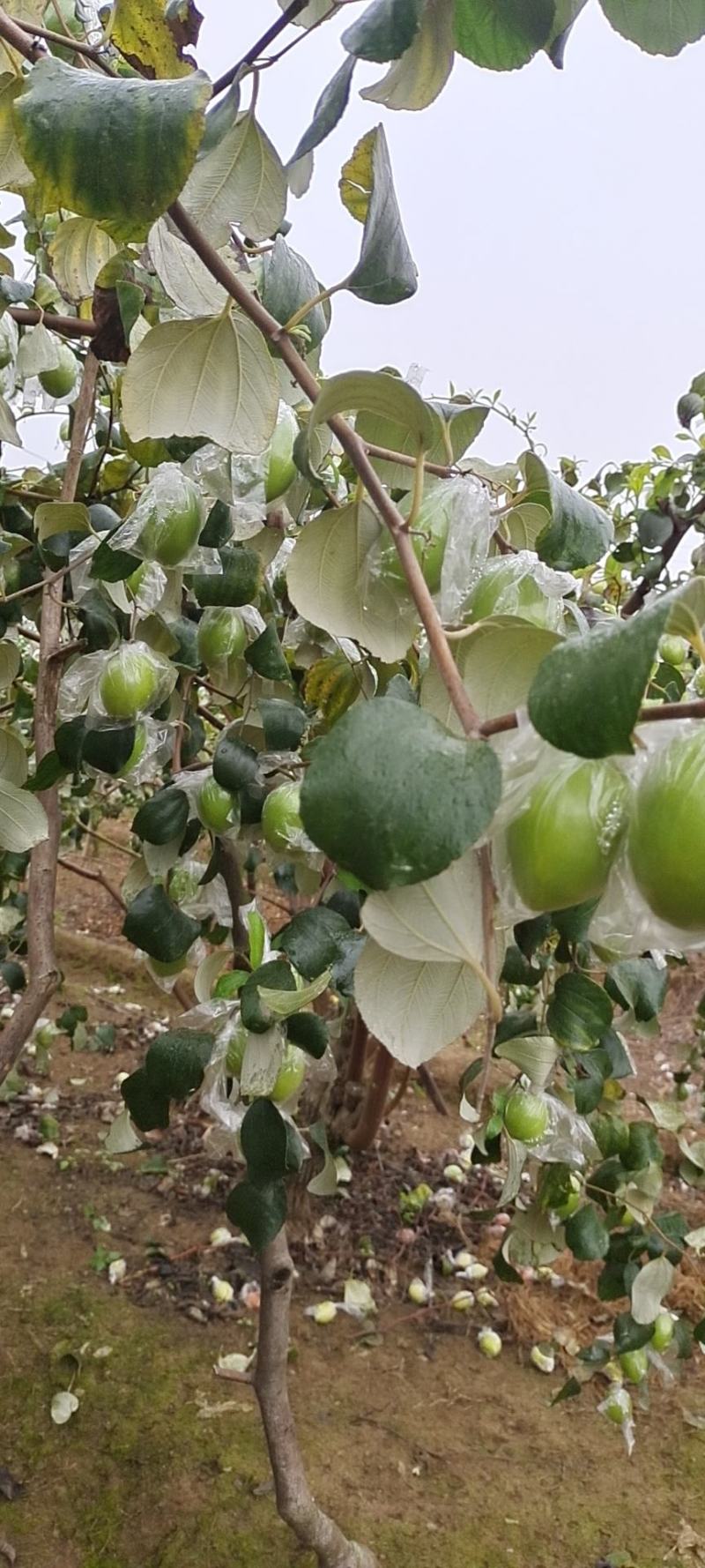 青枣蜜丝枣甜脆爽口，广西平南产地直销大量供应