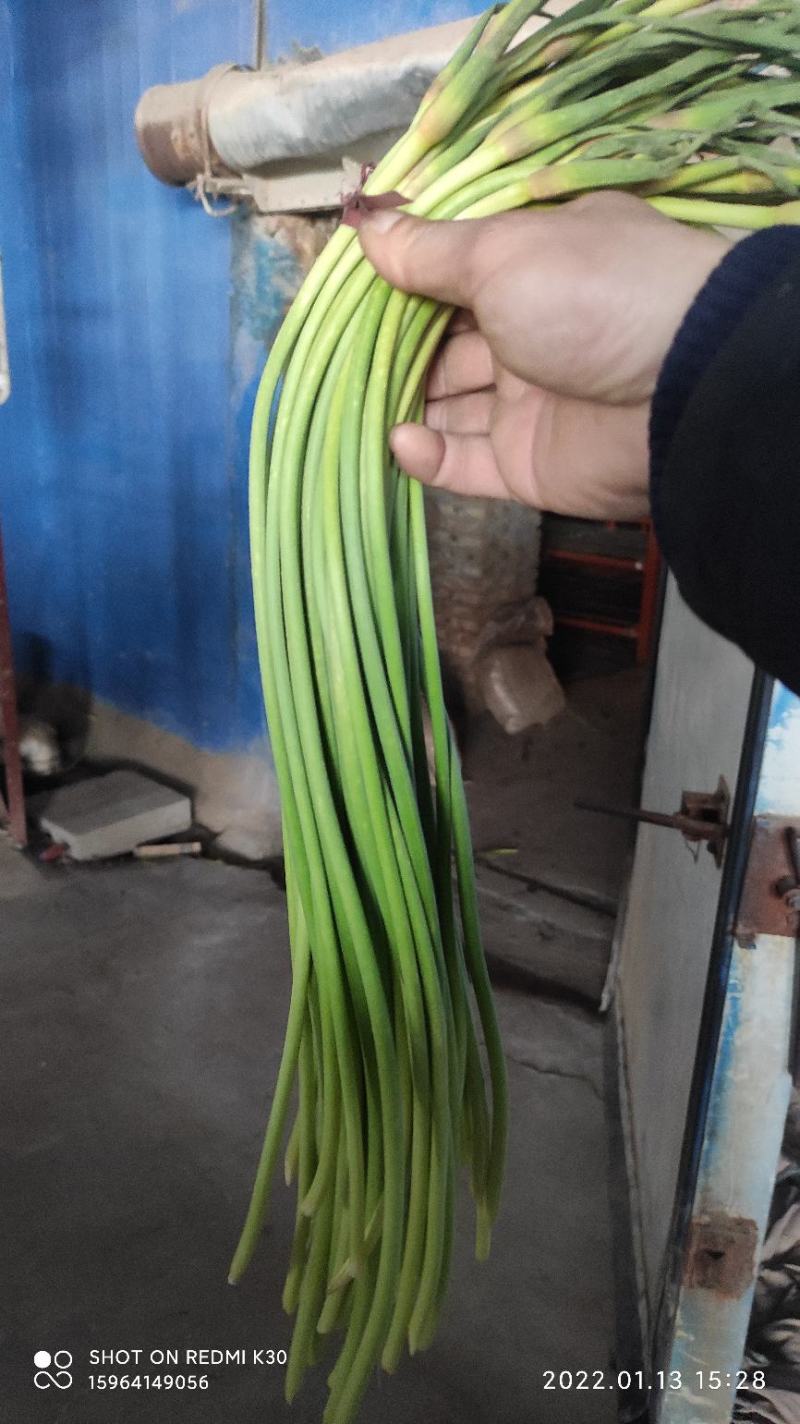 红帽蒜苔金乡蒜薹代收代存常年供应产地直发大量现货