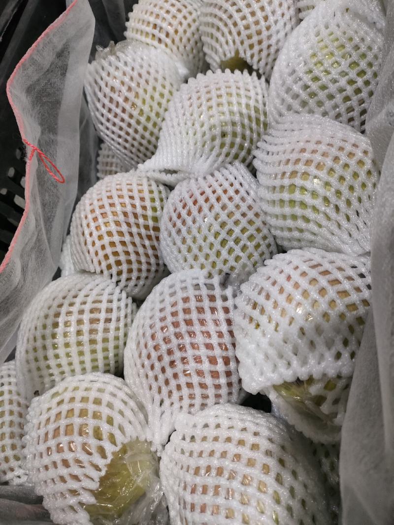 处理冷库储存香梨