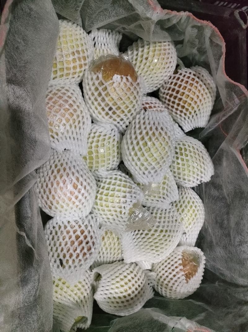 处理冷库储存香梨