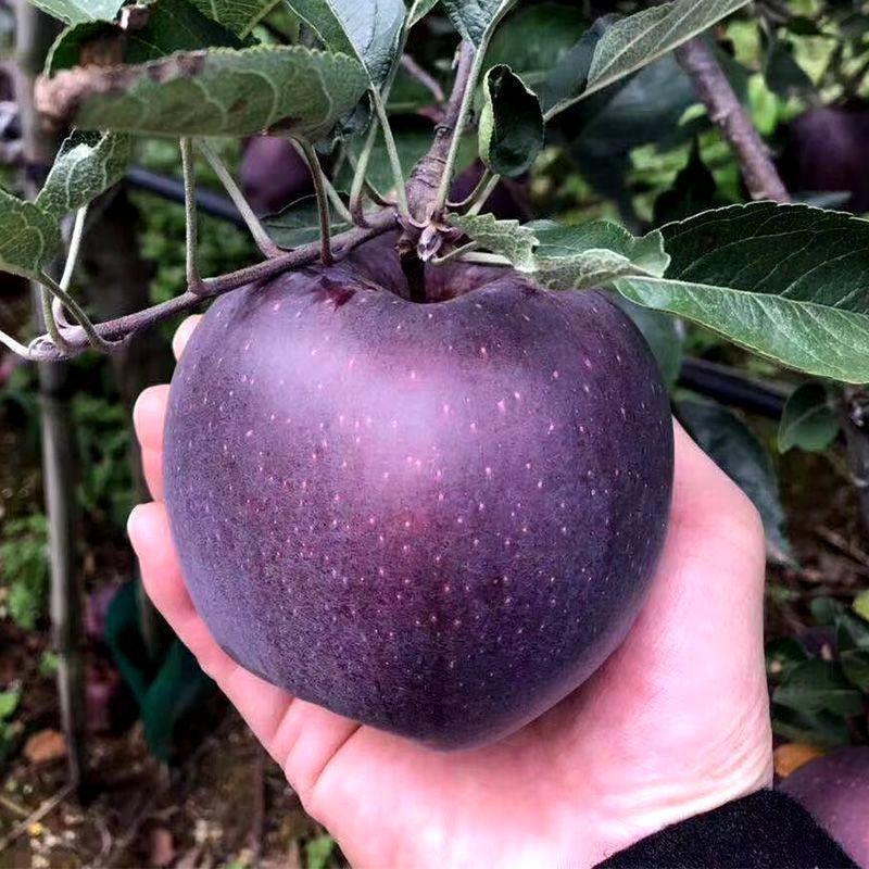 正宗冰糖心黑苹果树苗嫁接新品种特大脆甜黑色苹果苗黑卡黑钻