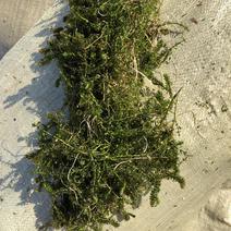 伊乐藻吃不败沉水植物速生易成活水质净化