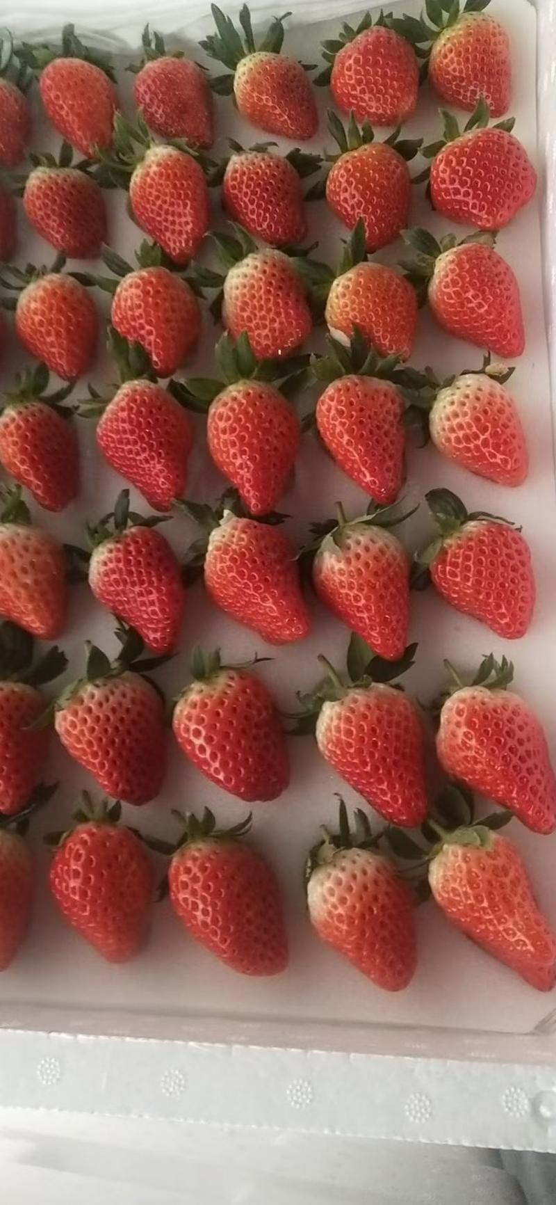 江苏甜宝草莓专业代收