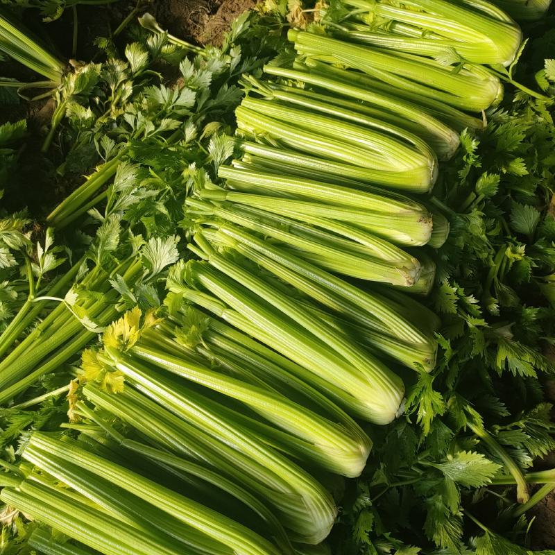 山东菏泽定陶黄店西芹大降价，净菜毛菜都有。谢谢合作