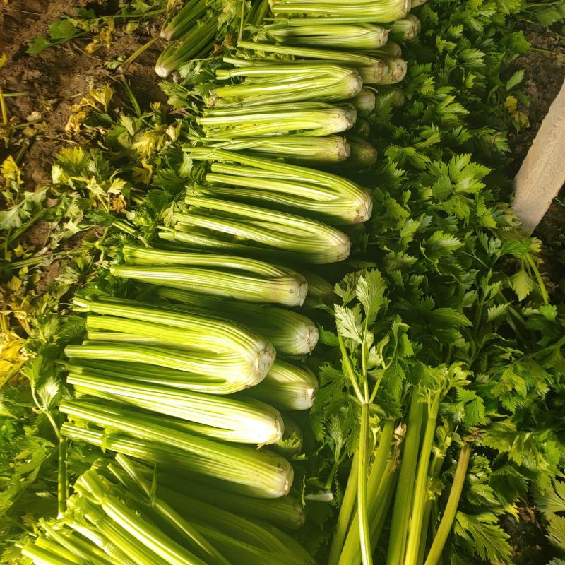 山东菏泽定陶黄店西芹大降价，净菜毛菜都有。谢谢合作