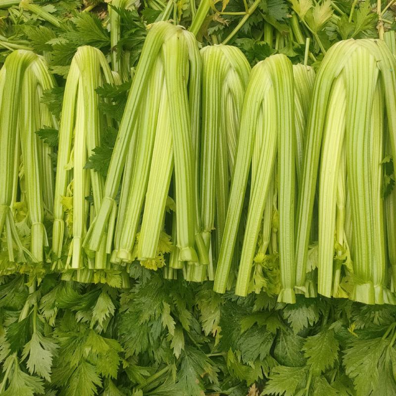 山东菏泽定陶黄店西芹大降价，净菜毛菜都有。谢谢合作