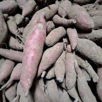 大量供应济薯26红薯丶支持装袋丶装箱丶需要老板