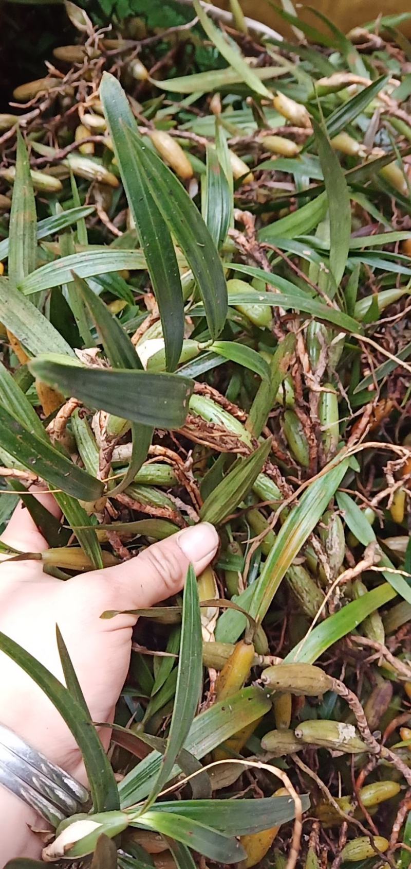 双叶石橄榄大果