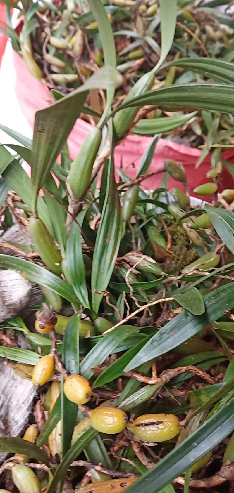 双叶石橄榄大果
