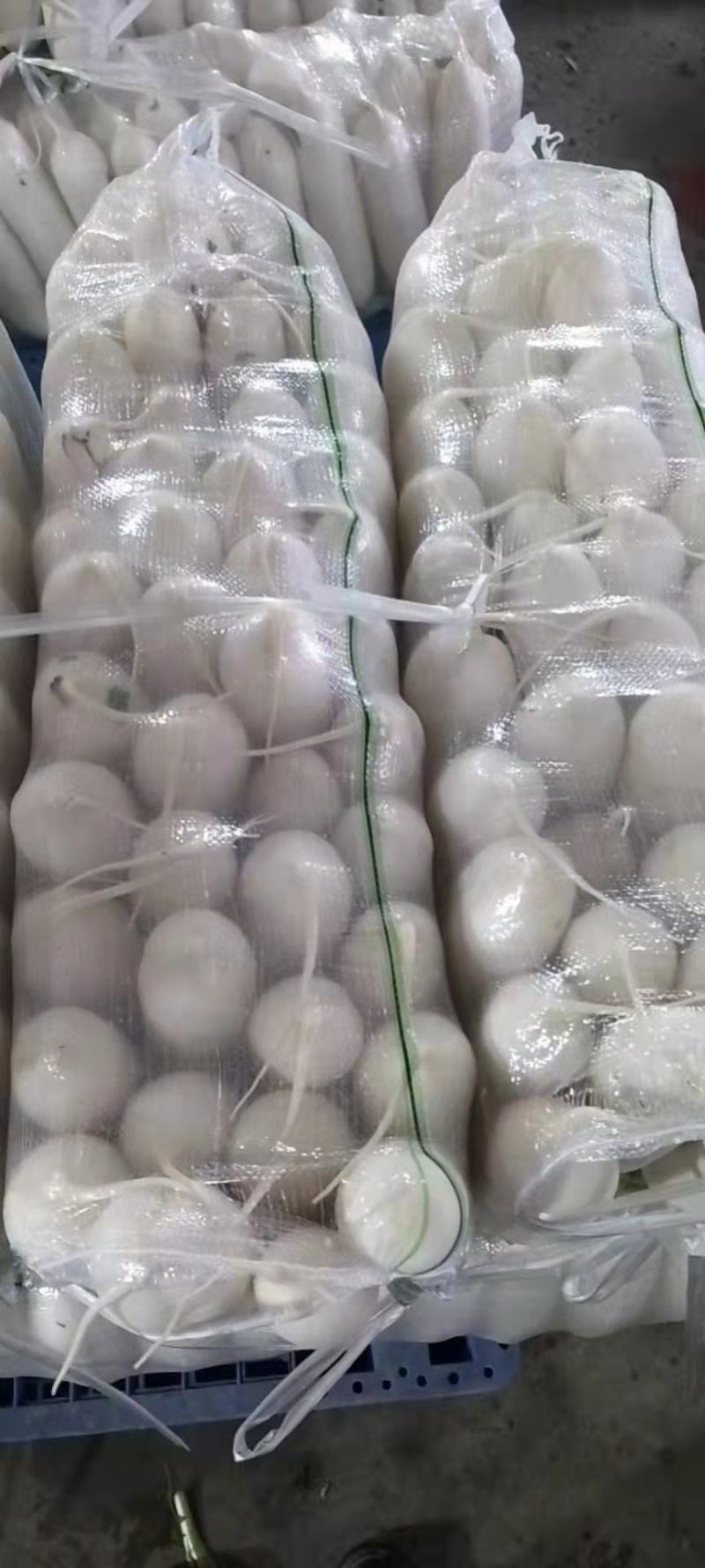 湖北沙洋白萝卜，大量上市货源充足提供装车找货一条龙服务
