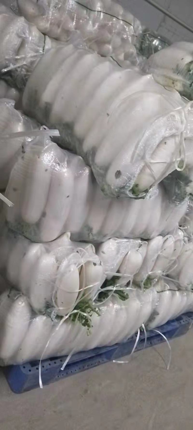 湖北沙洋白萝卜，大量上市货源充足提供装车找货一条龙服务