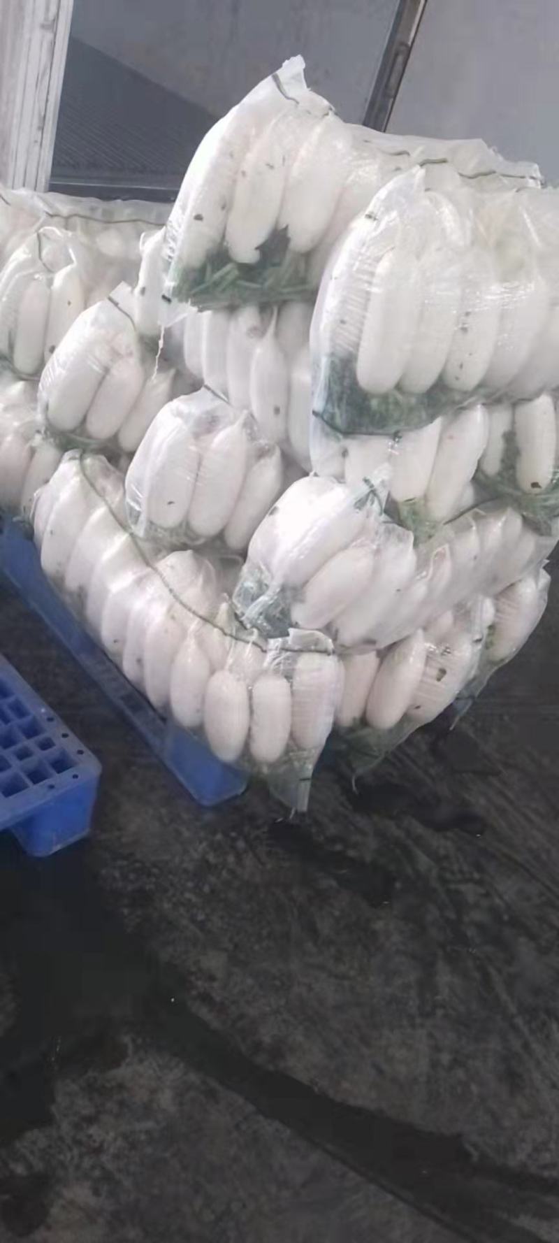 湖北沙洋白萝卜，大量上市货源充足提供装车找货一条龙服务