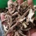 陆英陆英根接骨草走马箭八棱麻接续草无硫带抓中药方