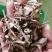 陆英陆英根接骨草走马箭八棱麻接续草无硫带抓中药方