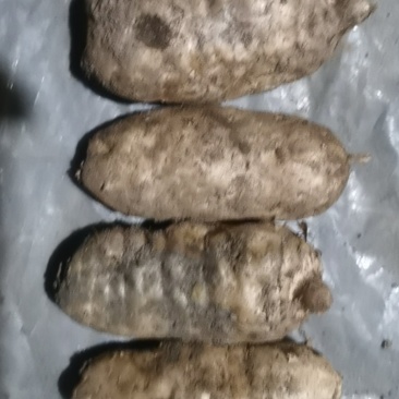 新鲜天麻
