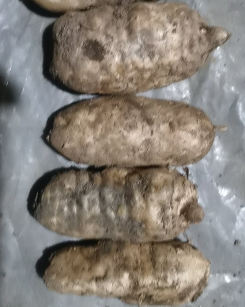 新鲜天麻