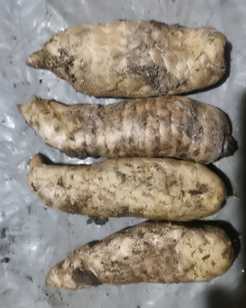 新鲜天麻