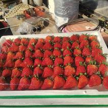 99草莓大量出货