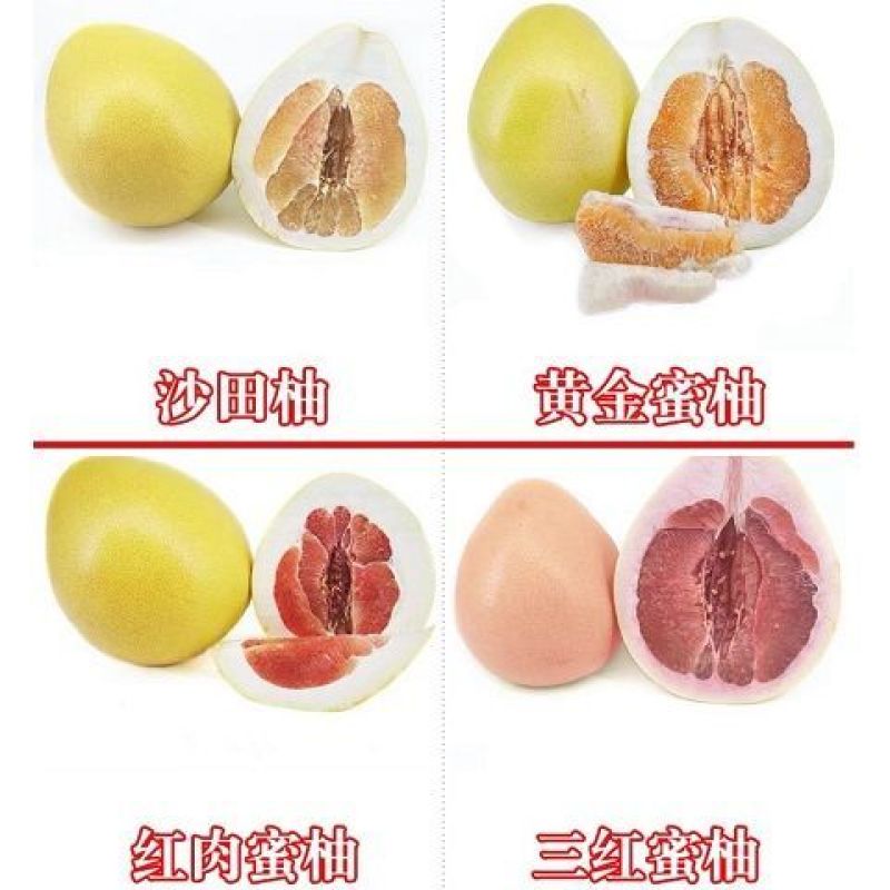 新品种正宗暹罗红柚红心柚红皮柚子无籽蜜柚柚子苗青柚无核