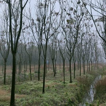 栾树,黄山栾树,截杆移栽栾树,全冠黄山栾树,骨架移栽栾树