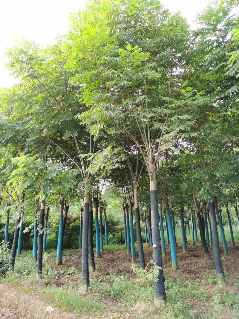栾树，黄山栾树，截杆移栽栾树，全冠黄山栾树，骨架移栽栾树