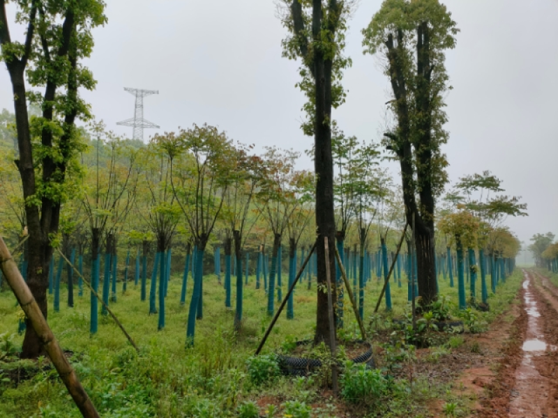 栾树，黄山栾树，截杆移栽栾树，全冠黄山栾树，骨架移栽栾树