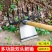 锄头除草耙子农具锄草抓搂草翻地松土神器钉耙农用工具大全筢